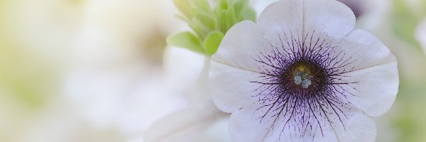 Petunia ogrodowa, Kwiat, Biało-fioletowy