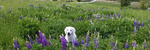 Łubin, Labrador retriever, Łąka, Drzewa, Biały, Pies