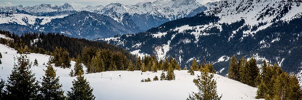 Szwajcaria, Góry, Alpy Glarneńskie, Drzewa, Zima
