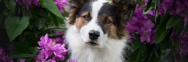 Pies, Kwiaty, Mordka, Liście, Rododendrony