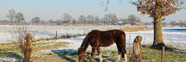 Koń, Wieś, Drzewo, Zima