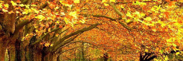 Jesień, Liście, Drzewa, Piękna