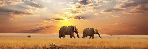 Słonie, Słońca, Zachód, Afryka