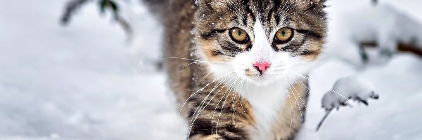 Śnieg, Zima, Kot