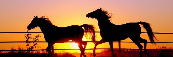 Słońca, Zachód, Konie