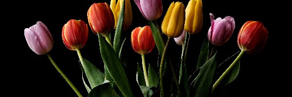 Czarne tło, Tulipany, Kolorowe
