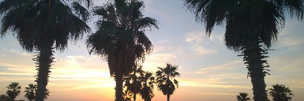 Palmy, Zachód słońca