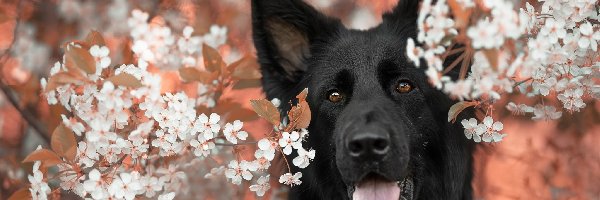 Pies, Białe, Czarny owczarek niemiecki, Gałązki, Kwiatki