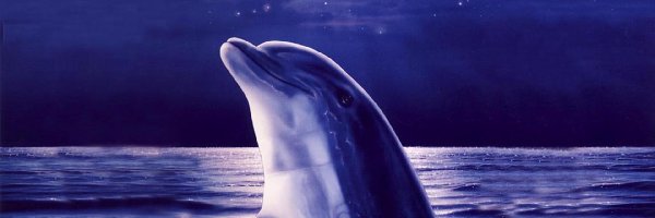 Delfiny, Księżyc, Woda, Dwa