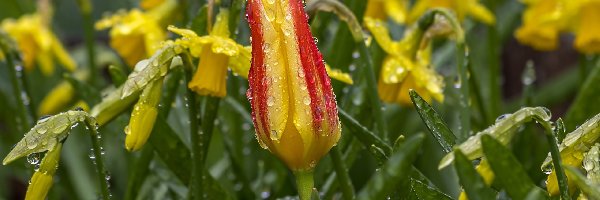 Tulipan, Krople, Narcyzy żonkile, Kwiaty