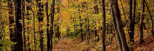 Liście, Jesień, Miasto Sutton, Prowincja Quebec, Kanada, Drzewa, Las, Park Parc denvironnement naturel de Sutton, Dróżka