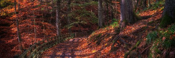 Las, Ogrodzenie, Droga, Jesień, Przebijające światło