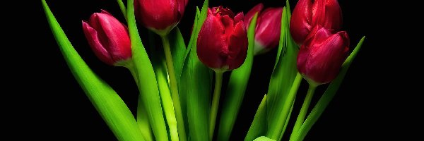 Bukiet, Tulipany, Czerwone