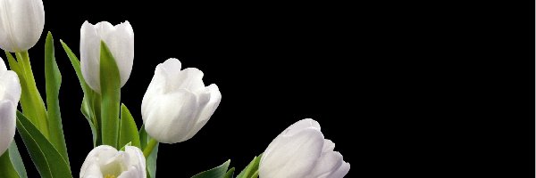 Tulipany, Liście, Zielone, Białe