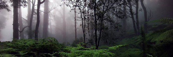 Drzewa, Paprocie, Mgła, Las