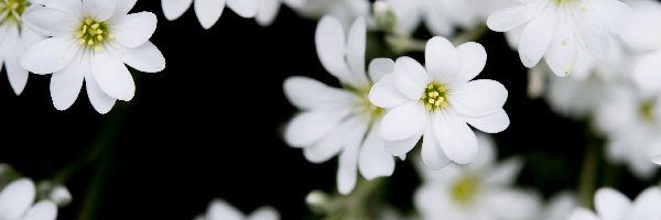 Drobne, Rogownica, Kwiatki, Białe