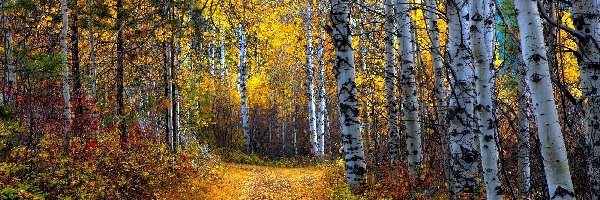 Liście, Krzewy, Ścieżka, Jesień, Brzozy, Las