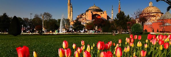 Turcja, Tulipany, Meczet