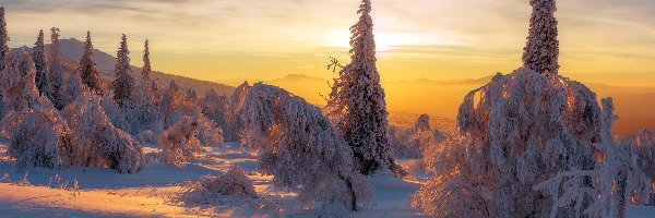 Rosja, Góry Ural, Zima, Zachód słońca, Świerki