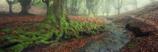 Potok, Las, Mgła, Drzewa, Park Narodowy Gorbea, Hiszpania
