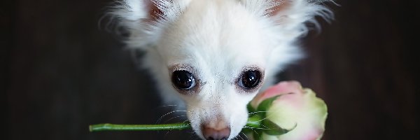 Chihuahua, Różą, Z, Piesek