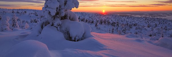 Wieczór, Śnieg, Rosja, Półwysep Kolski, Zachód słońca, Drzewa, Zatoka Kandałaksza, Zima