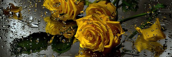 Róże, Deszczu, Krople, Żółte