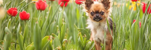 Chihuahua, Tulipany, Piesek