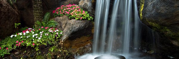Kamienie, Palma, Kwiaty, Wodospad
