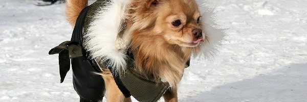 Buty, Chihuahua długowłosa, Śnieg, Pies