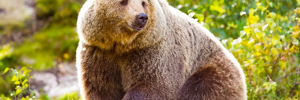 Niedźwiedź brunatny, Siedzący