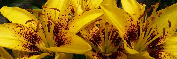 Żółto, Lilie, Brązowe, Kwiaty