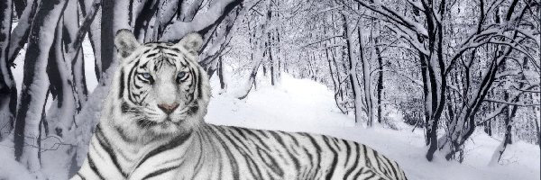 Śnieg, Las, Tygrys