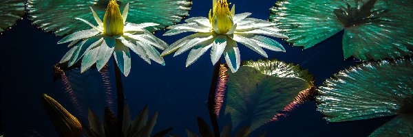 Kwiaty, Światło, Liście, Lilie wodne