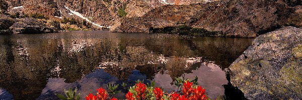 Sierra Nevada, Stan Kalifornia, Kwiaty, Czerwone, Góry, Jezioro, Minaret Lake, Stany Zjednoczone