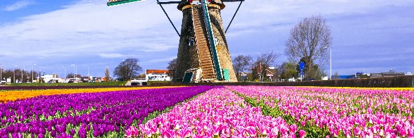 Tulipanów, Holandia, Wiatrak, Pole