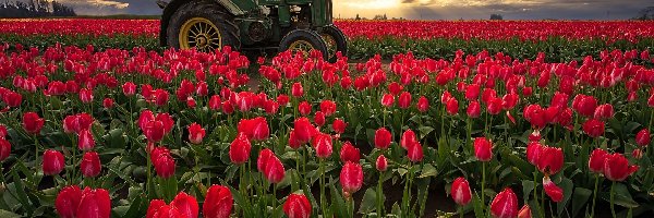 Stany Zjednoczone, Traktor, Wschód słońca, Tulipany, Pole, Stan Oregon, Hrabstwo Clackamas