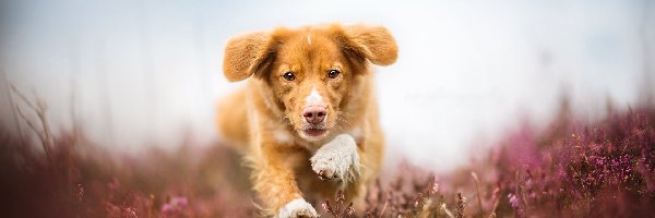 Pies, Retriever z Nowej Szkocji, Biegnący, Wrzosy, Łąka