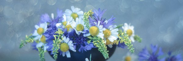 Kwiaty polne, Rumianki, Chabry