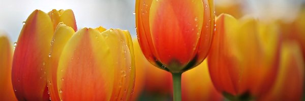 Krople, Tulipany
