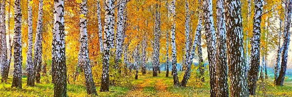 Las, Droga, Brzozowy, Jesień, Liście