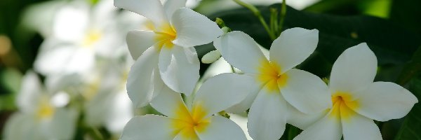 Kwiaty, Białe, Plumeria