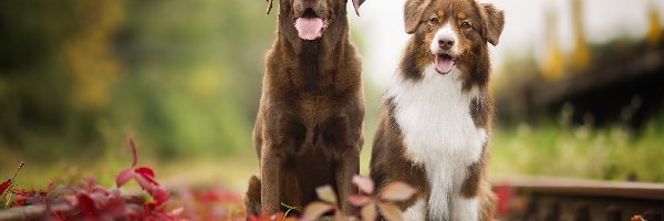 Psy, Owczarek australijski, Labrador retriever, Rośliny, Tory