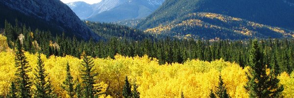 Lasy, Kanada, Alberta, Góry