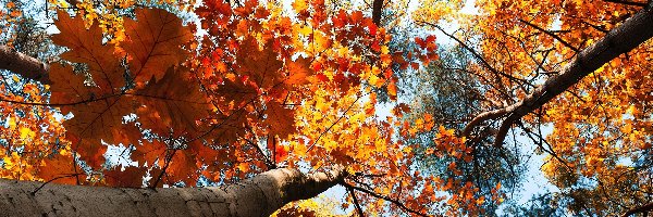 Drzew, Wierzchołki, Jesień