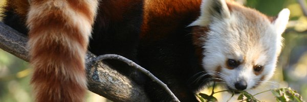 Pandka ruda, Panda, Czerwona