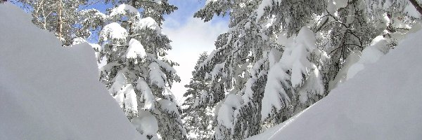 Śnieg, Drzewa, Zaspy, Zima