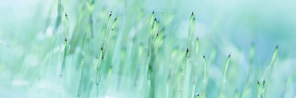 Roślina, Mech, Skrętek Wilgociomierczy