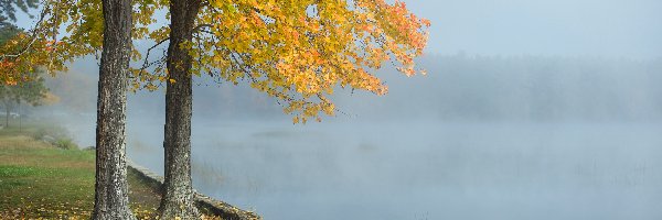 Drzewa, Mgła, Jezioro, Jesień