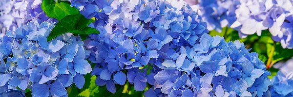 Hortensje, Niebieskie, Kwiaty